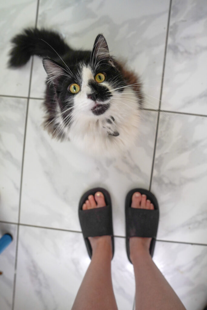 House Shoes and cute cat