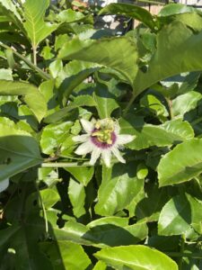 Passion flower with white petals and dark purple core depicted amongst a lot of passion leaves. Looks alien like. 