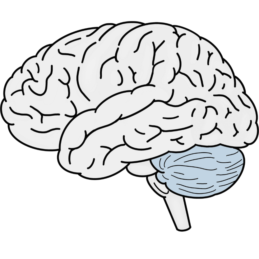 Colored brain diagram showing location of cerebellum at base.