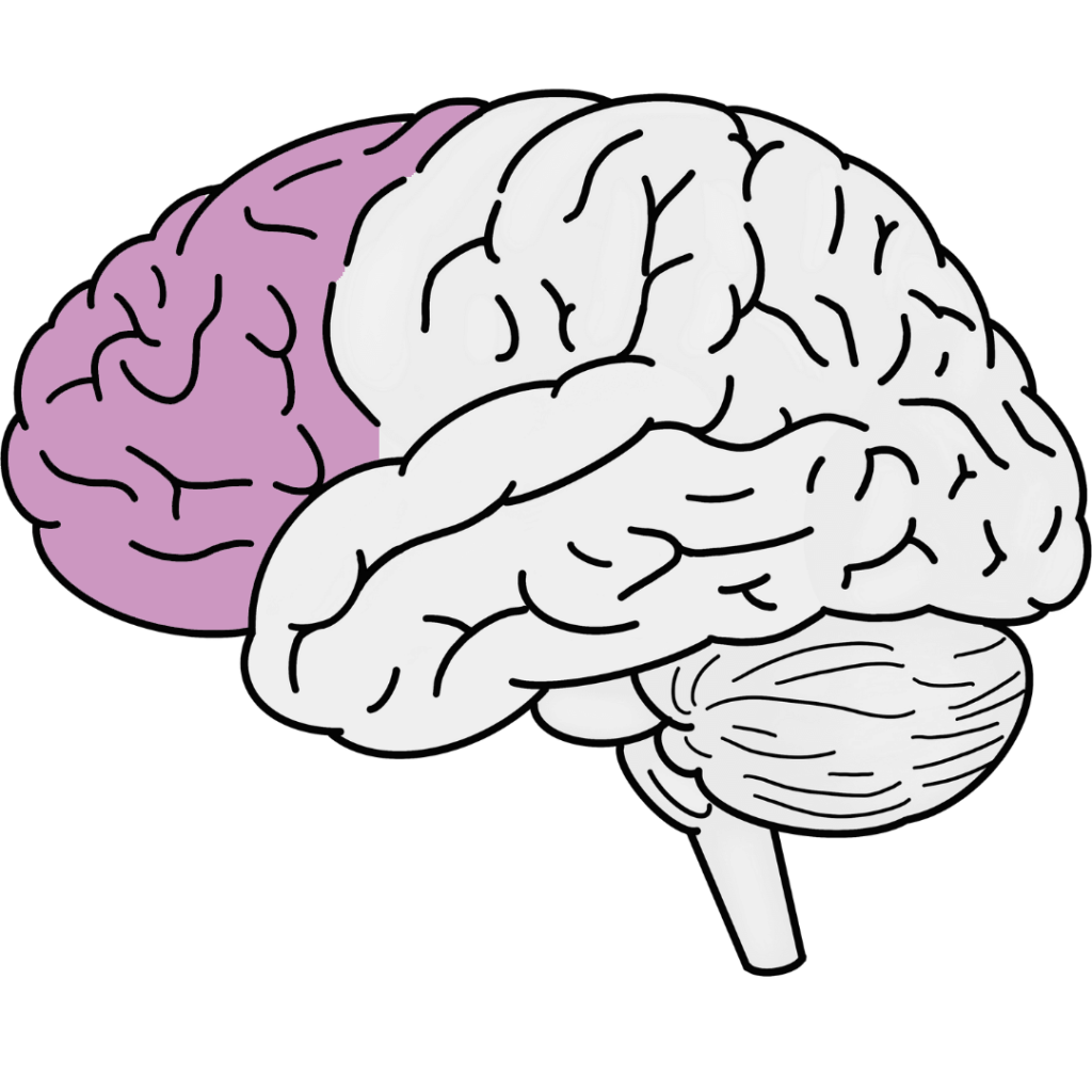 Colored brain diagram showing location of frontal lobe at front of brain.