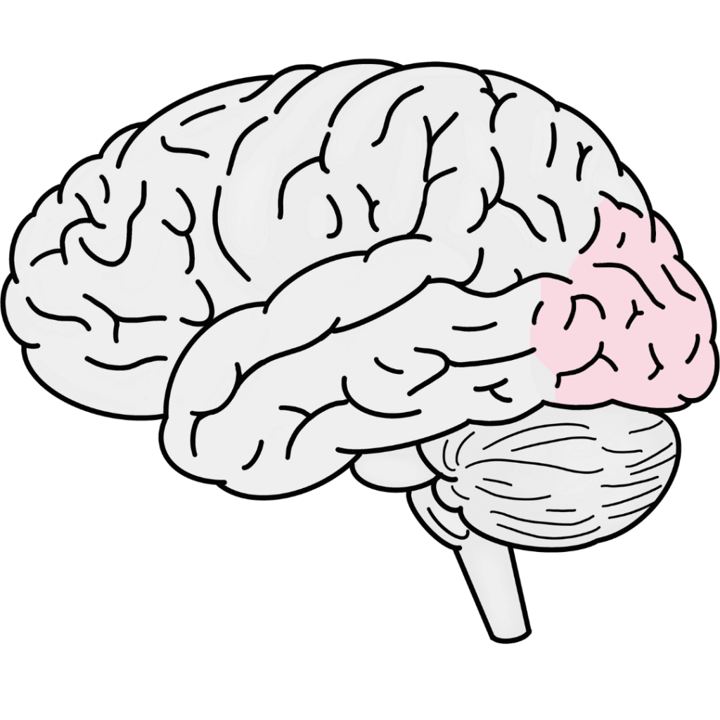 Colored brain diagram showing location of occipital lobe at back of brain.
