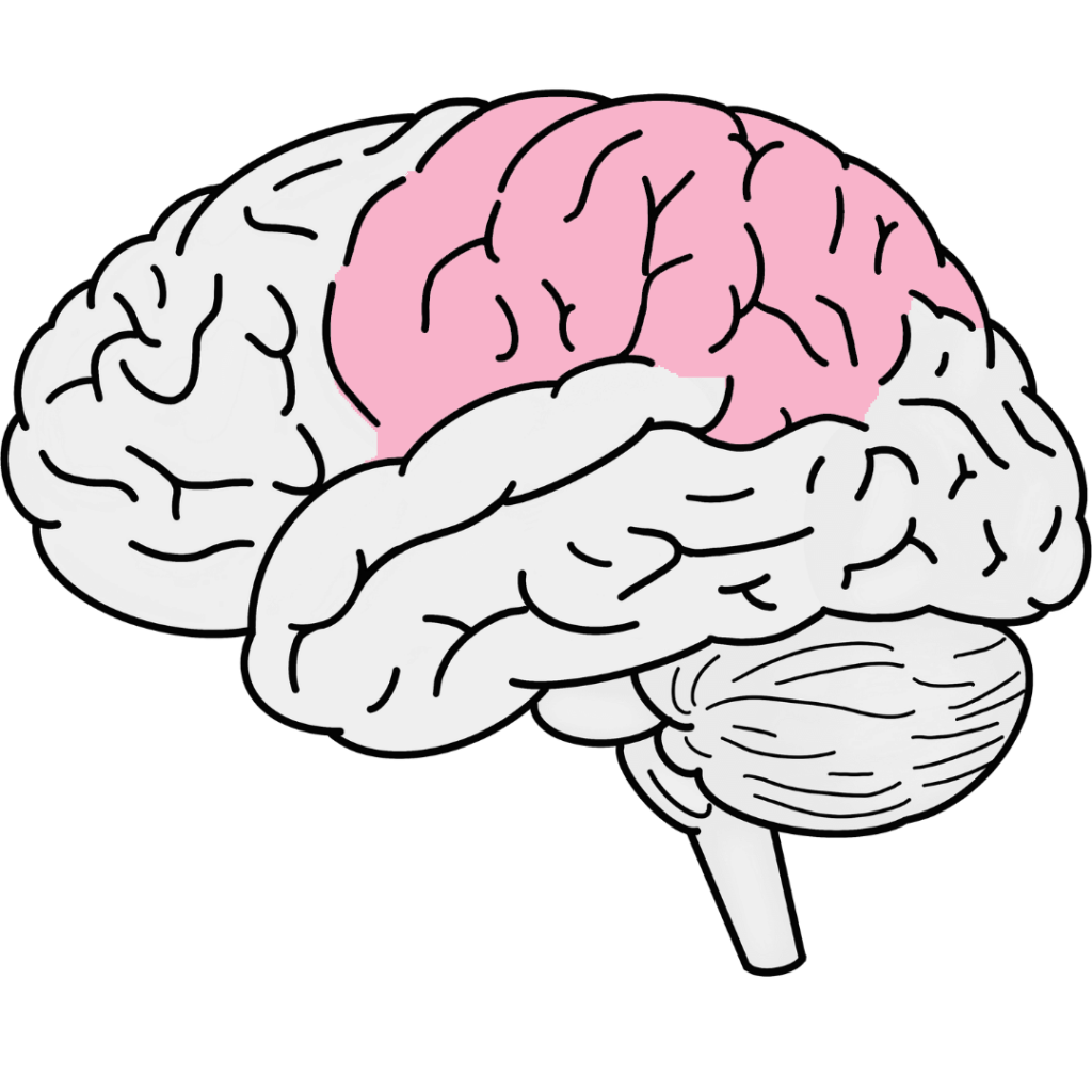 Colored brain diagram showing location of parietal lobe at center/top of brain.