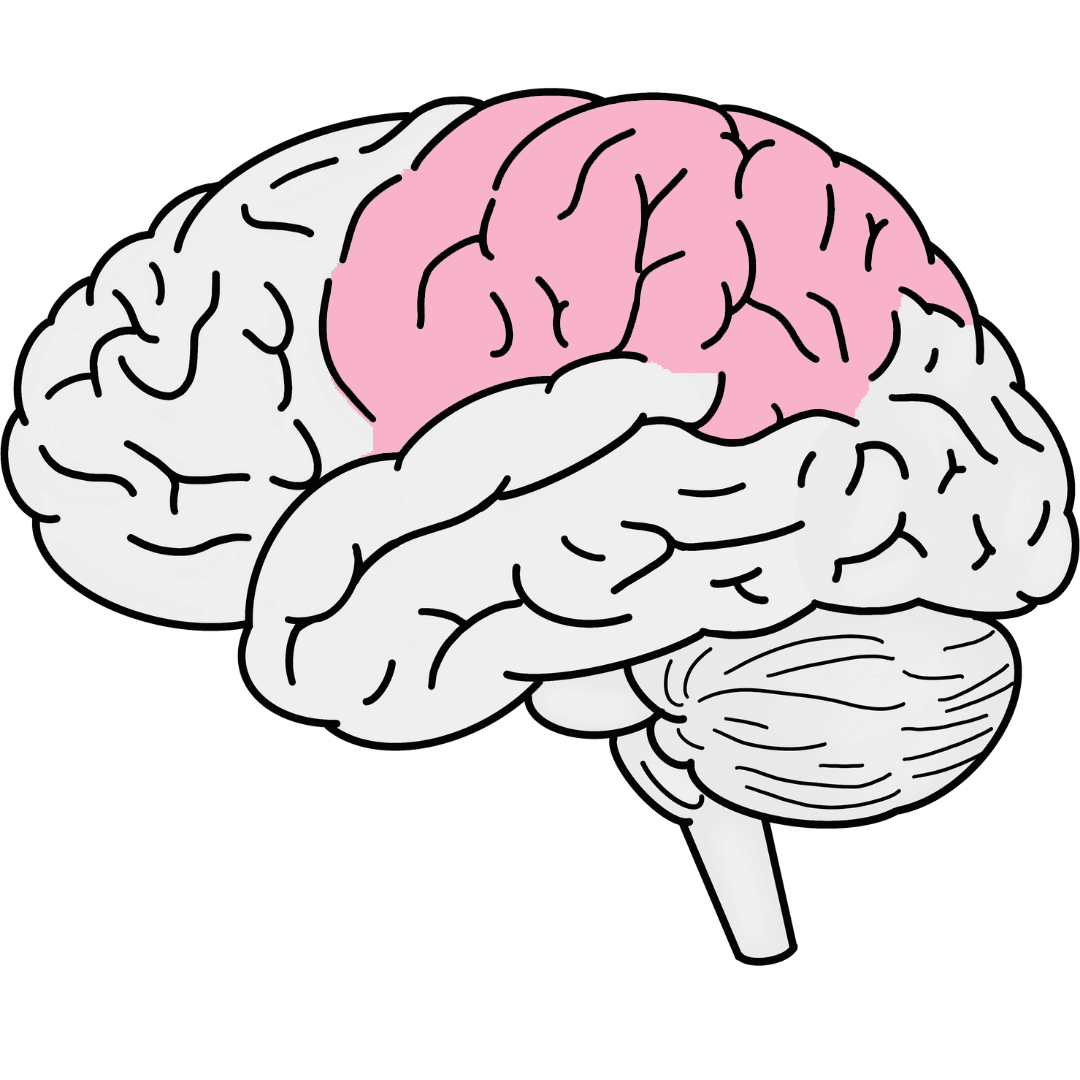 Brain Anatomy – Know Your Brain - Saturate Life