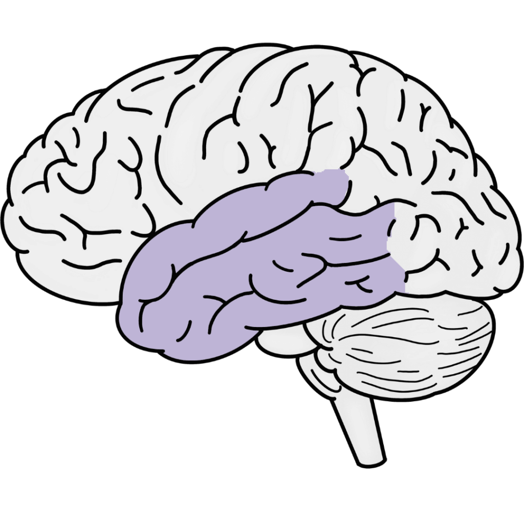 Colored brain diagram showing location of temporal lobe at sides of the brain.